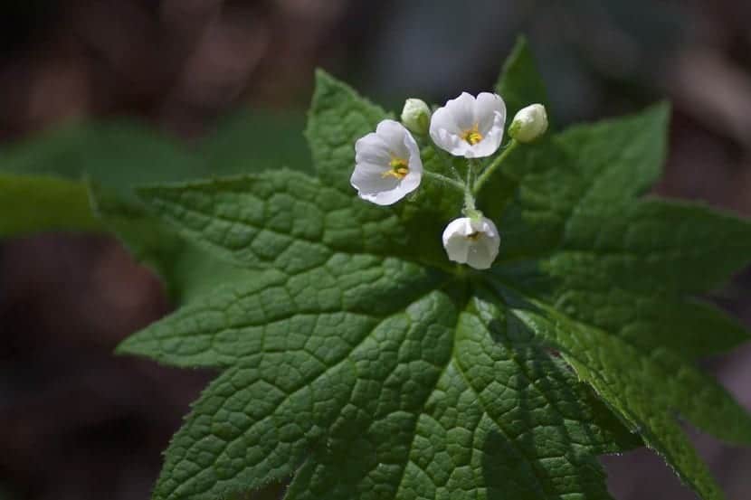 Grayi Diphyllelia, la fleur transparente