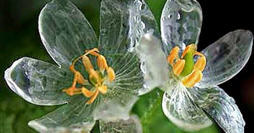 Grayi Diphyllelia, la fleur de cristal