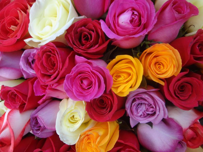 Les roses colorées