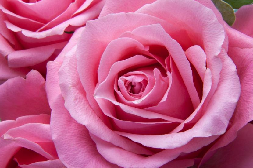 Fleur de rose