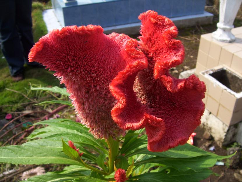 Celosia argentea v. cristata