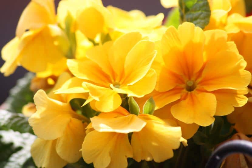 Fleurs