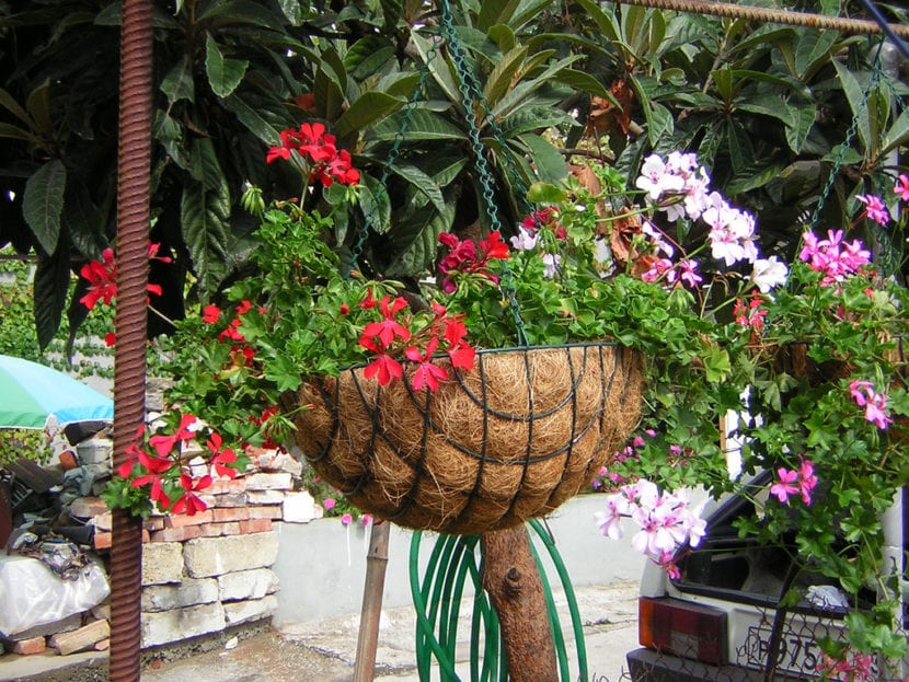 Gitanillas