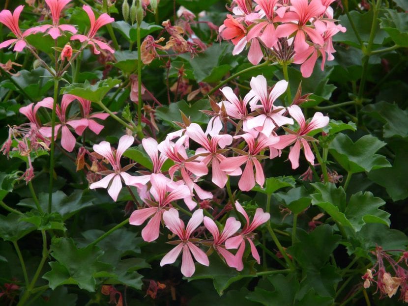 Gitanillas