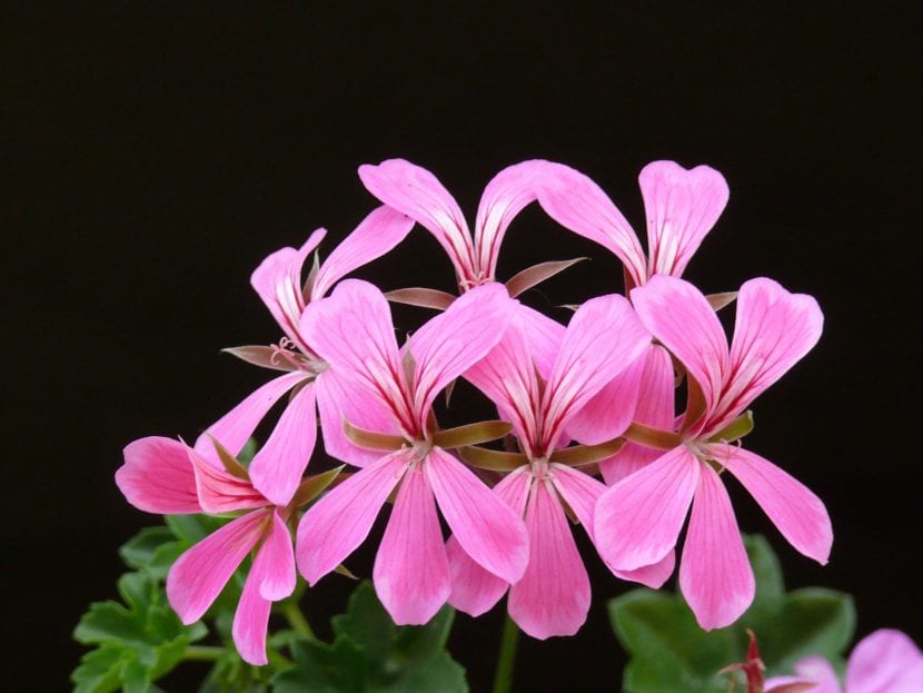 Fleur des gitanillas