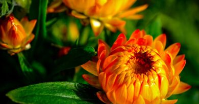 Inspirez-vous pour votre décoration extérieure