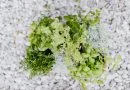 Les plantes idéales pour un jardin aromatique