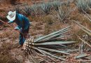 L’Art de Choisir les Outils de Jardinage Parfaits