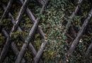 Cloîtrez votre jardin avec des treillis décoratifs