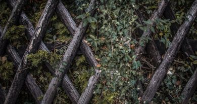 Cloîtrez votre jardin avec des treillis décoratifs