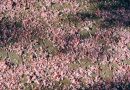 Conseils pour choisir des fleurs adaptées à votre sol