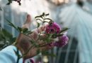 Jardin sensoriel : éveillez vos sens avec des fleurs