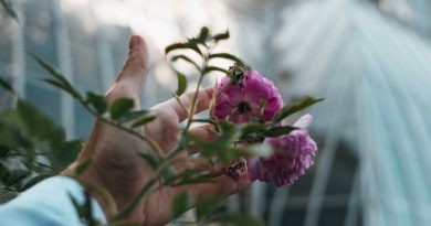 Jardin sensoriel : éveillez vos sens avec des fleurs