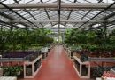 Plantes incontournables pour un jardin réussi