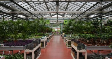 Plantes incontournables pour un jardin réussi