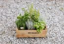 Astuces pour un jardin enchanteur
