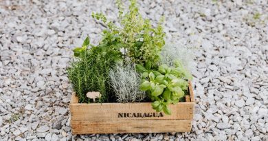 Astuces pour un jardin enchanteur