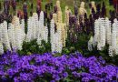 Les Plantes Indispensables pour un Jardin Chic
