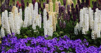 Les Plantes Indispensables pour un Jardin Chic