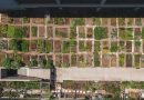 Astuces pour un jardin écoresponsable et zen
