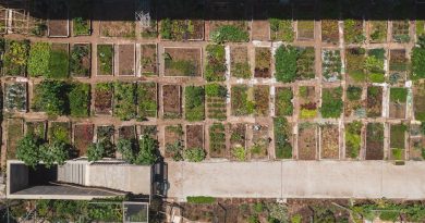 Astuces pour un jardin écoresponsable et zen