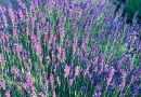 Bordure jardin idées originales sans béton : 9 solutions