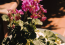 Décoration terrasse plantes en pot : créer un coin cosy cet été