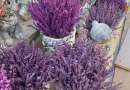 Plantes vivaces résistantes à la sécheresse : le guide complet