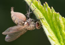 Lutte biologique 2026 : les techniques qui remplacent vraiment les pesticides