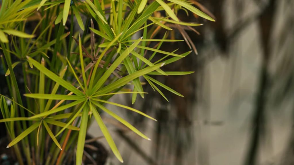 Créer un jardin de pluie : guide pratique 2026
