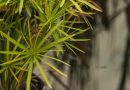 Créer un jardin de pluie : guide pratique 2026