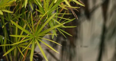 Créer un jardin de pluie : guide pratique 2026