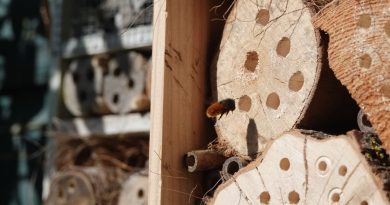 Bricolage jardin : construire un hôtel à insectes pour la biodiversité