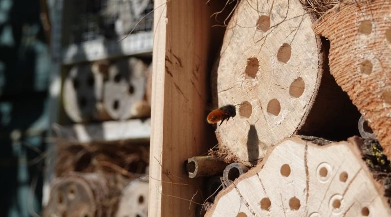 Bricolage jardin : construire un hôtel à insectes pour la biodiversité