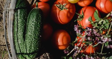 Créer un jardin comestible en permaculture : guide pratique