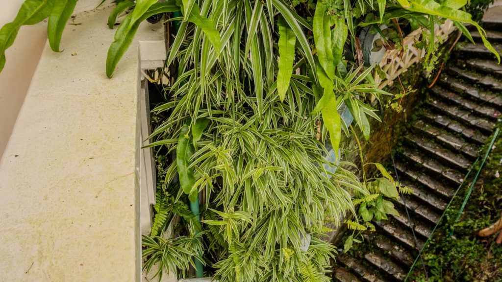 Jardinage vertical petits espaces : 7 techniques qui transforment 2m²