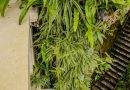 Jardinage vertical petits espaces : 7 techniques qui transforment 2m²